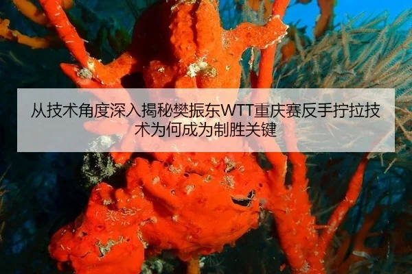 从技术角度深入揭秘樊振东WTT重庆赛反手拧拉技术为何成为制胜关键